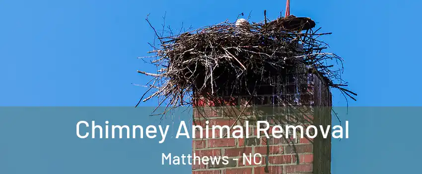  Chimney Animal Removal Matthews - NC