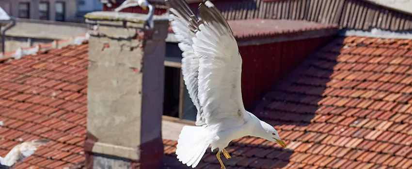 Residential Chimney Animal Removal Solution in Matthews, NC